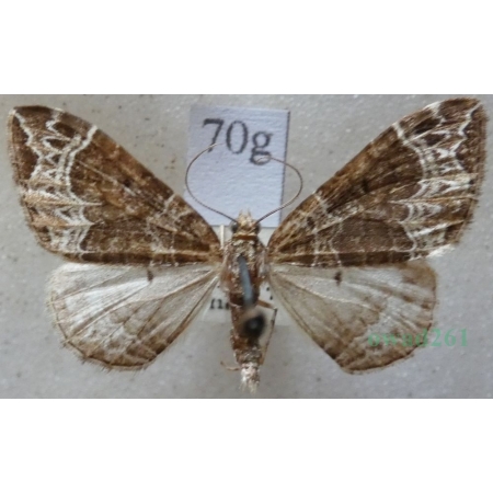 Ecliptopera silaceata (Denis & Schiffermüller, 1775) Paśnik niecierpek Czech70g